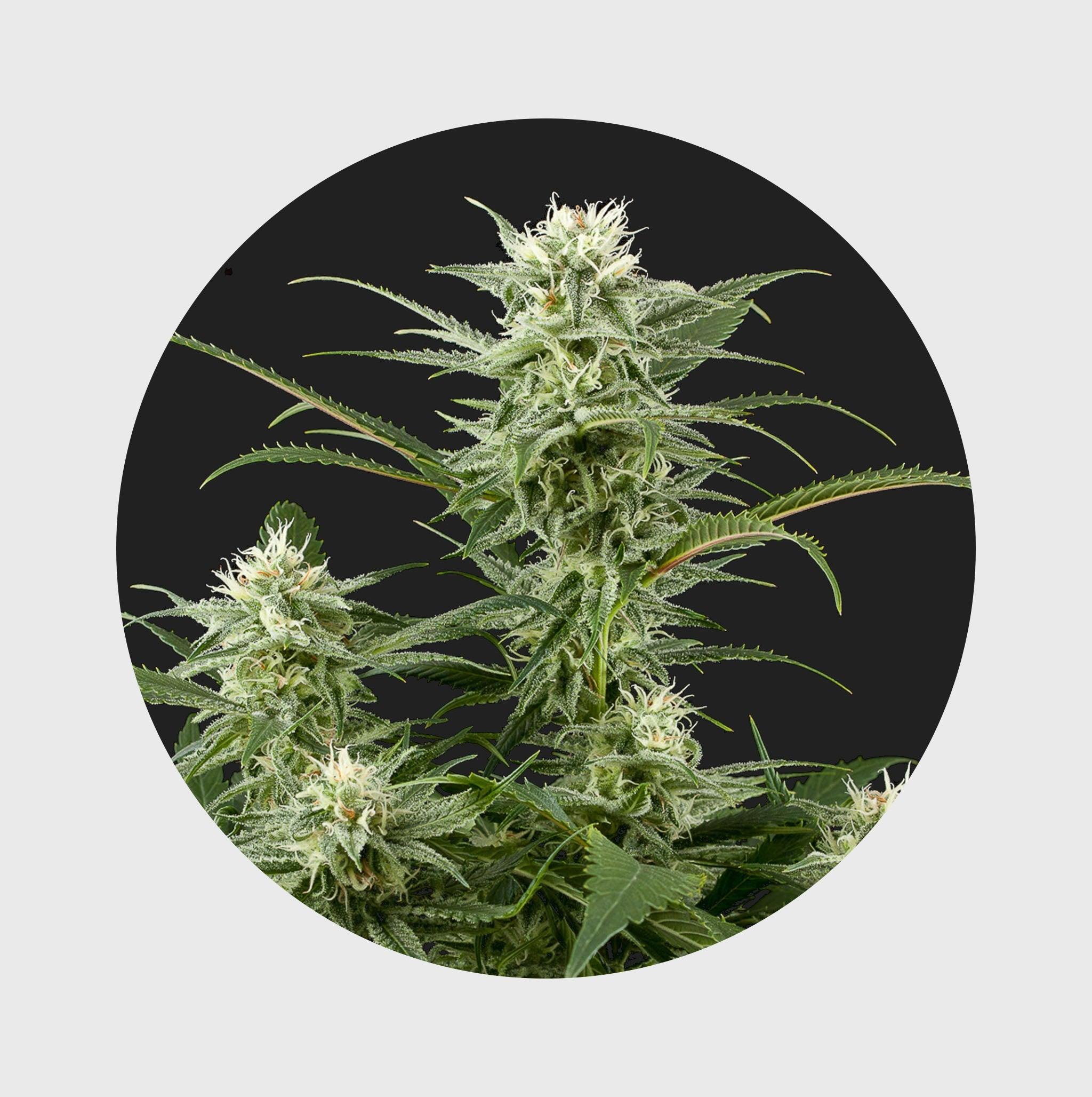 🌿Amsterdams Finest Amnesia Haze 22% THC 🌱 full season