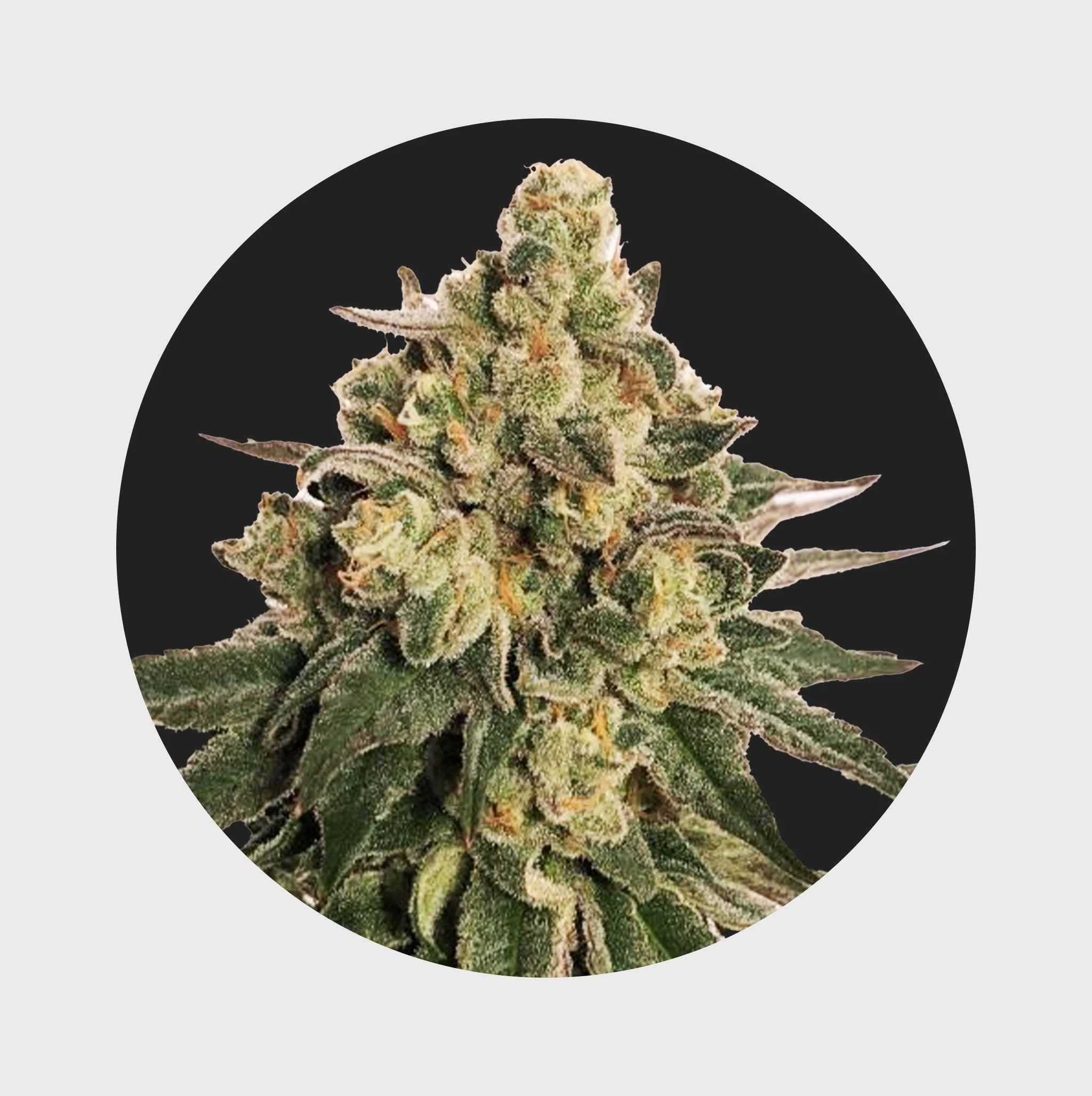 🚀Cali Genetics MAC 20% THC 🌱 auto flower