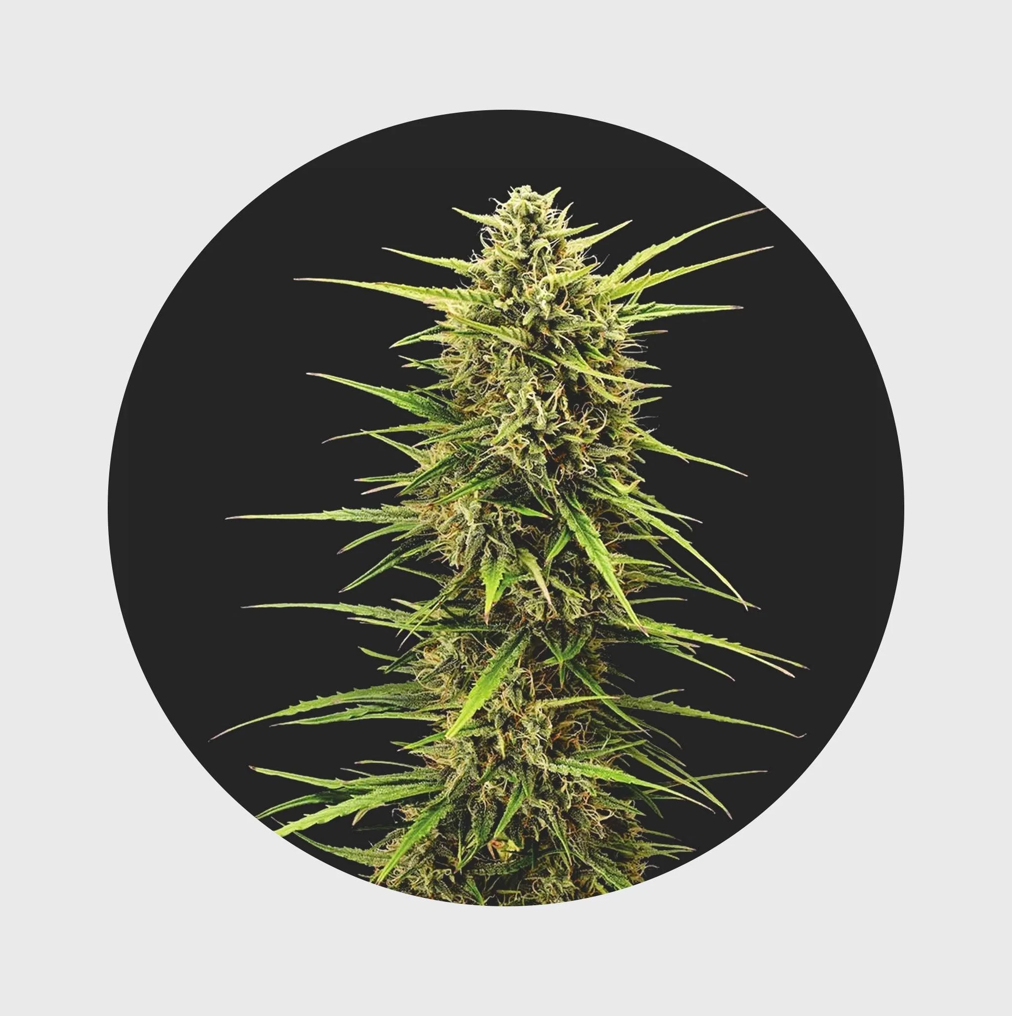 🌈Legendary Cali Genetics Seeds Rainbow Apples 25% THC 🌱 full season